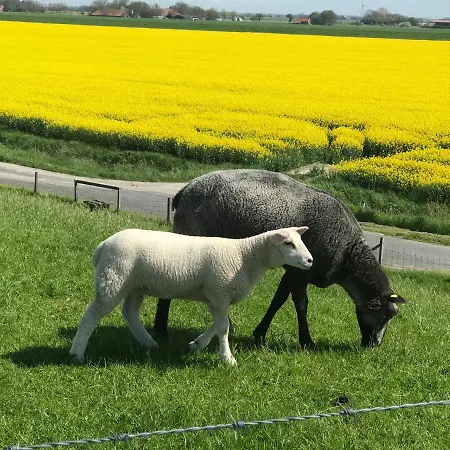 Feriendomizil Haus Willy Mit Wintergarten Und Wallbox Dornum